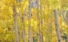 USA-Colorado-Quray Autumn Aspen stand with bright color Art Print